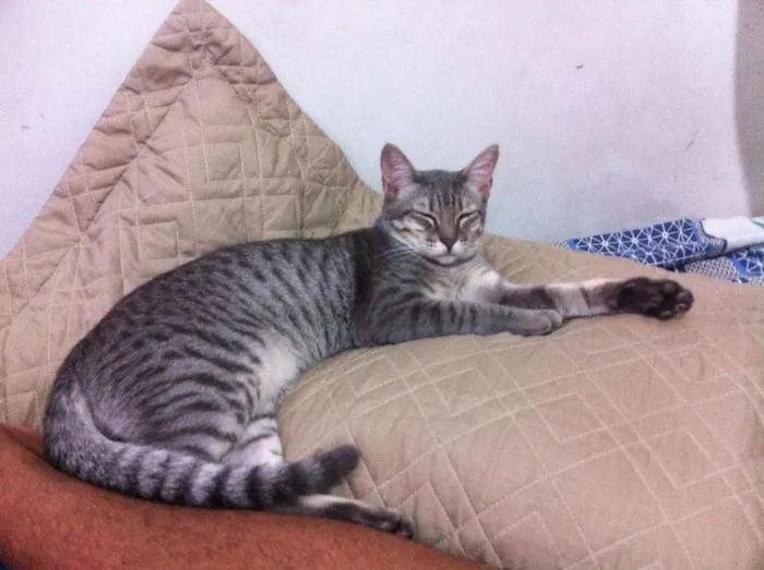 Gato raça vira-lata idade 1 ano nome Magrello