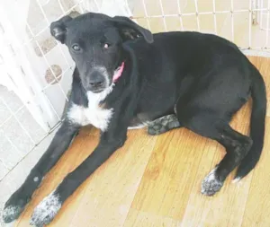 Cachorro raça SRD idade 2 a 6 meses nome ALEGRINHA