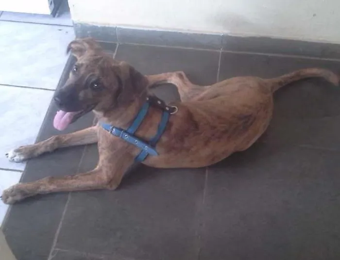 Cachorro ra a Vira Lata idade 2 a 6 meses nome Dog