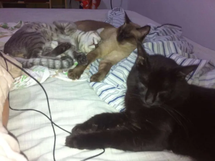 Gato raça vira-lata idade 1 ano nome Magrello