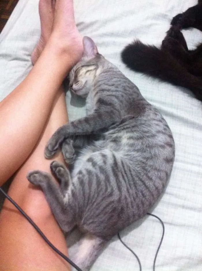 Gato raça vira-lata idade 1 ano nome Magrello