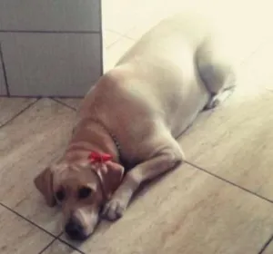 Cachorro raça Labrador idade 1 ano nome Princesa