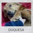 DUQUESA