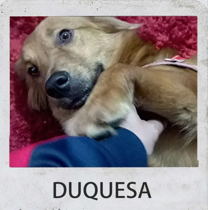 Cachorro ra a desconhecido idade 1 ano nome DUQUESA