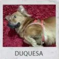 DUQUESA