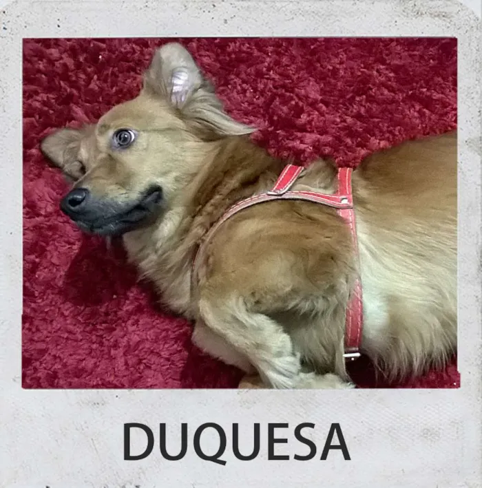 Cachorro ra a desconhecido idade 1 ano nome DUQUESA