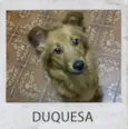 DUQUESA
