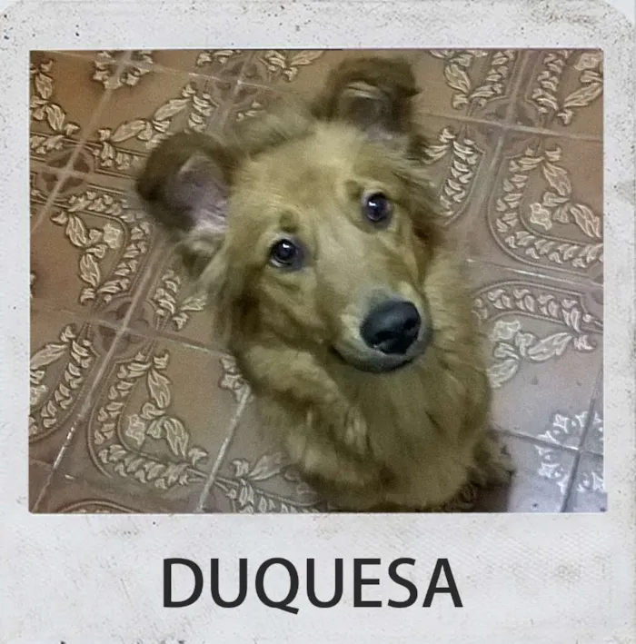 Cachorro ra a desconhecido idade 1 ano nome DUQUESA