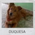 DUQUESA