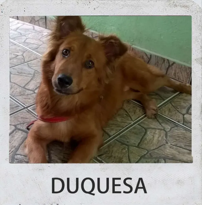 Cachorro ra a desconhecido idade 1 ano nome DUQUESA