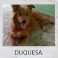 DUQUESA