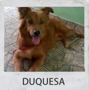 Cachorro raça desconhecido idade 1 ano nome DUQUESA