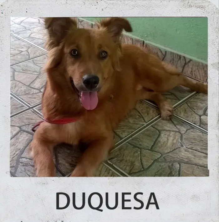 Cachorro ra a desconhecido idade 1 ano nome DUQUESA