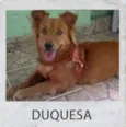 DUQUESA