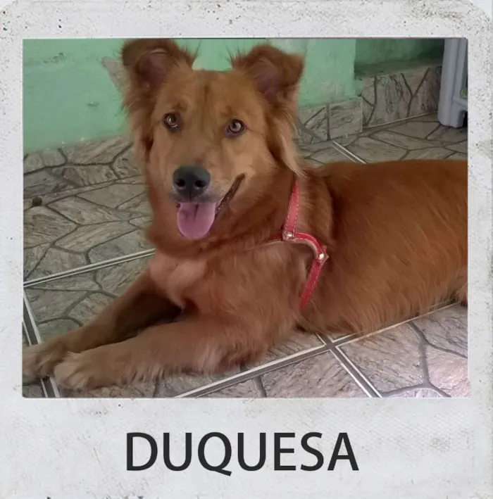 Cachorro ra a desconhecido idade 1 ano nome DUQUESA