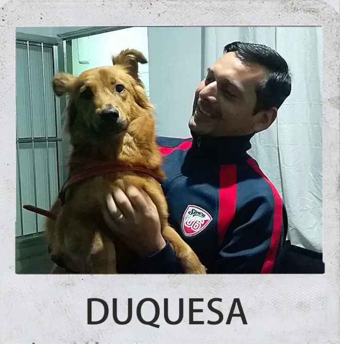 Cachorro ra a desconhecido idade 1 ano nome DUQUESA