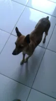 Pitico
