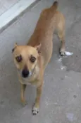 Pitico