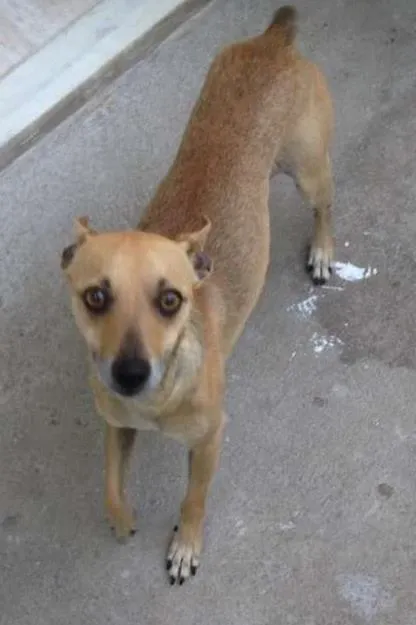 Cachorro raça Pinscher idade 3 anos nome Pitico