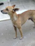 Pitico