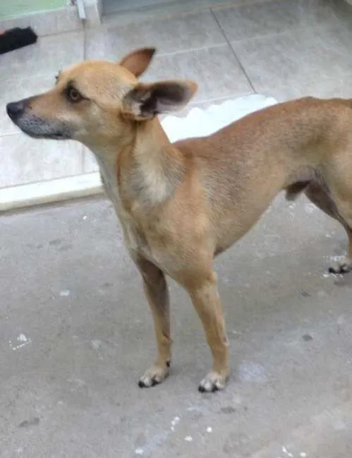 Cachorro raça Pinscher idade 3 anos nome Pitico