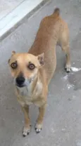 Pitico