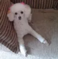Mel