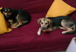 Cachorro raça SRD idade 1 ano nome Duquesa e Grampola