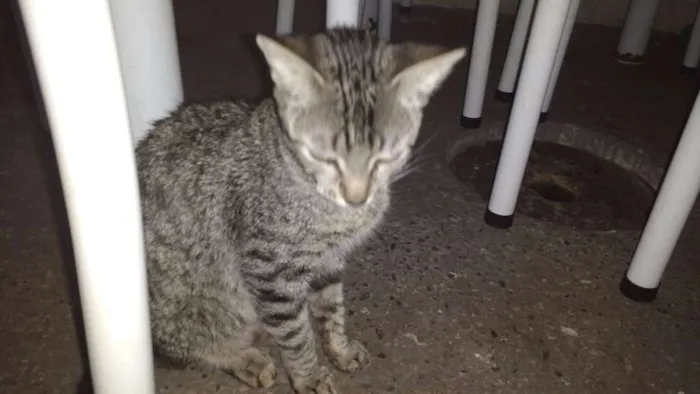 Gato ra a não definida idade 1 ano nome July