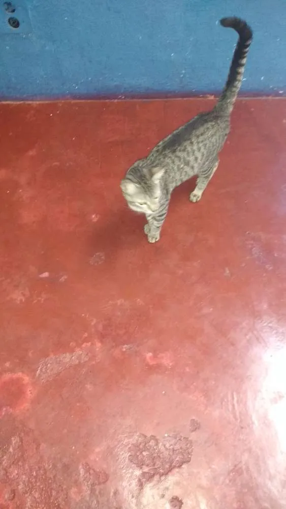 Gato ra a não definida idade 1 ano nome July
