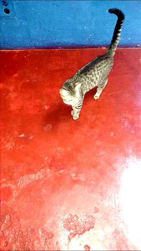 Gato ra a não definida idade 1 ano nome July