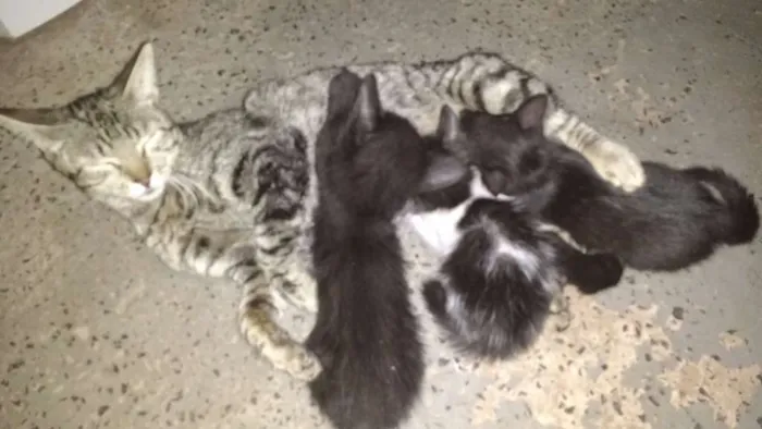 Gato ra a não definida idade 1 ano nome July