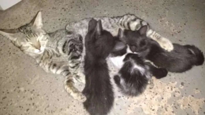 Gato ra a não definida idade 1 ano nome July