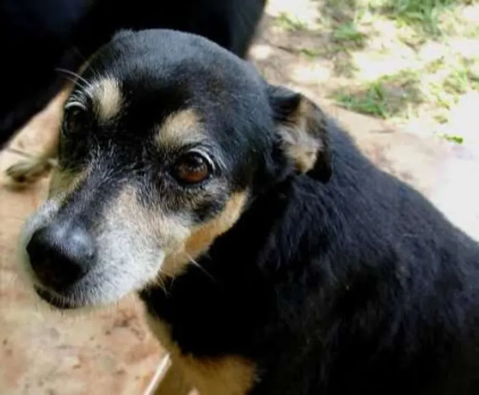 Cachorro ra a Vira lata idade 7 a 11 meses nome Snop