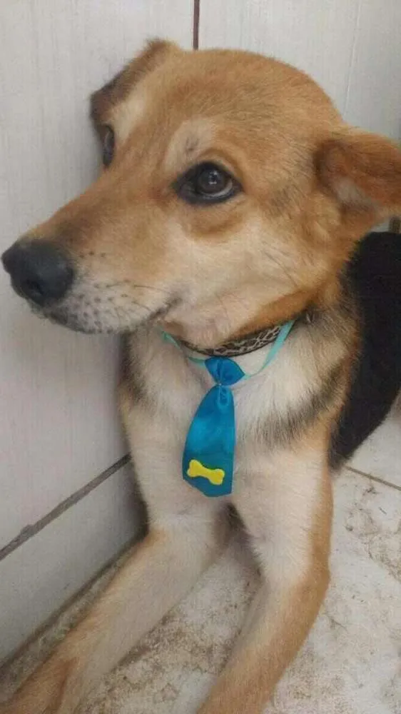 Cachorro ra a Srd idade 3 anos nome Nino