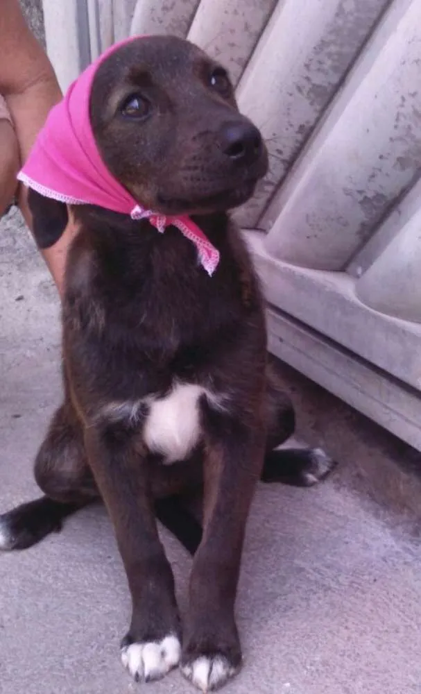 Cachorro ra a SRD idade 2 a 6 meses nome Bibi