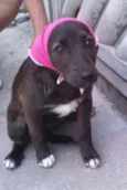 Bibi