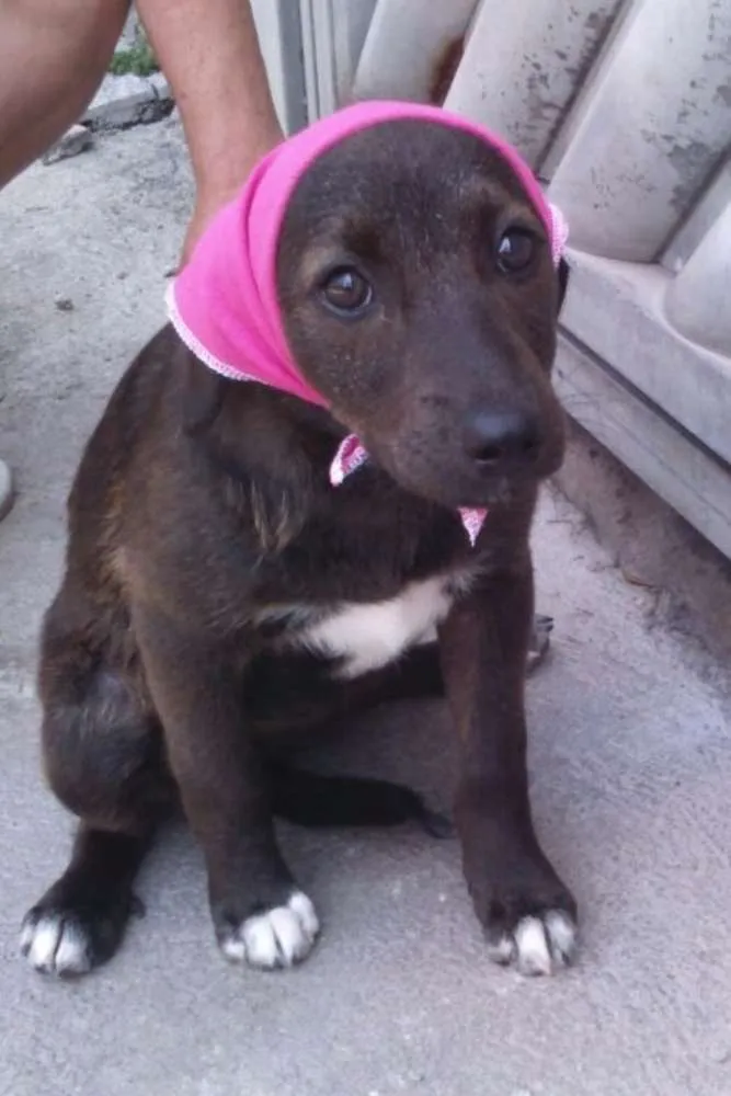 Cachorro ra a SRD idade 2 a 6 meses nome Bibi