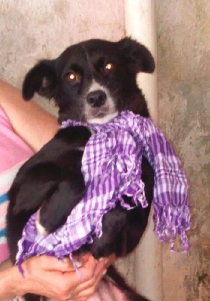 Cachorro ra a SRD idade 7 a 11 meses nome Glória