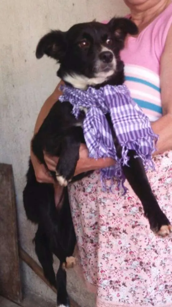 Cachorro ra a SRD idade 7 a 11 meses nome Glória