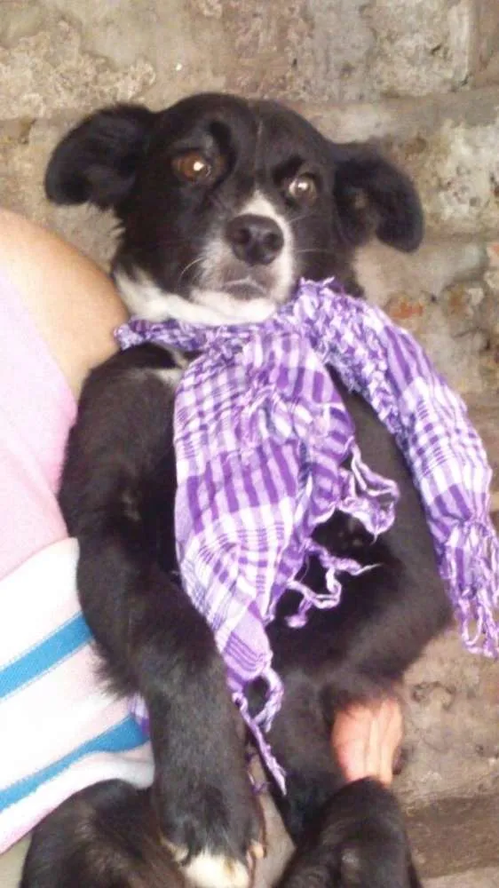 Cachorro ra a SRD idade 7 a 11 meses nome Glória