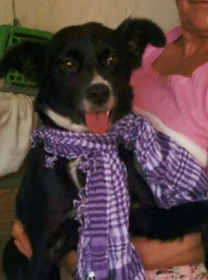 Cachorro raça SRD idade 7 a 11 meses nome Glória