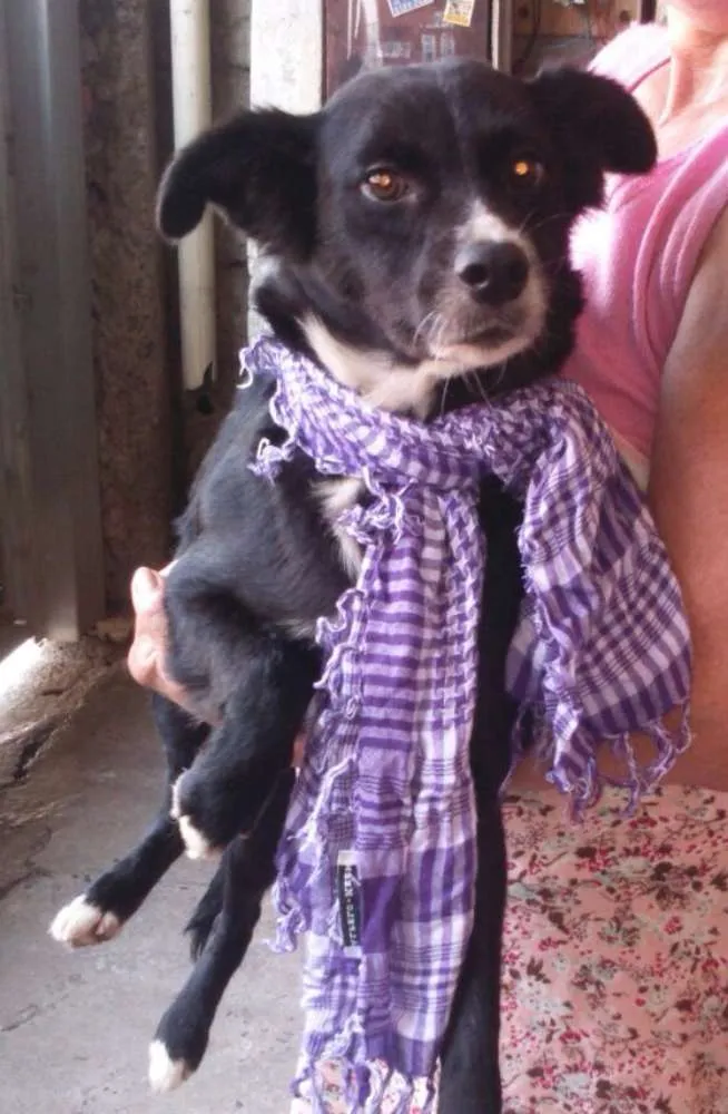 Cachorro ra a SRD idade 7 a 11 meses nome Glória
