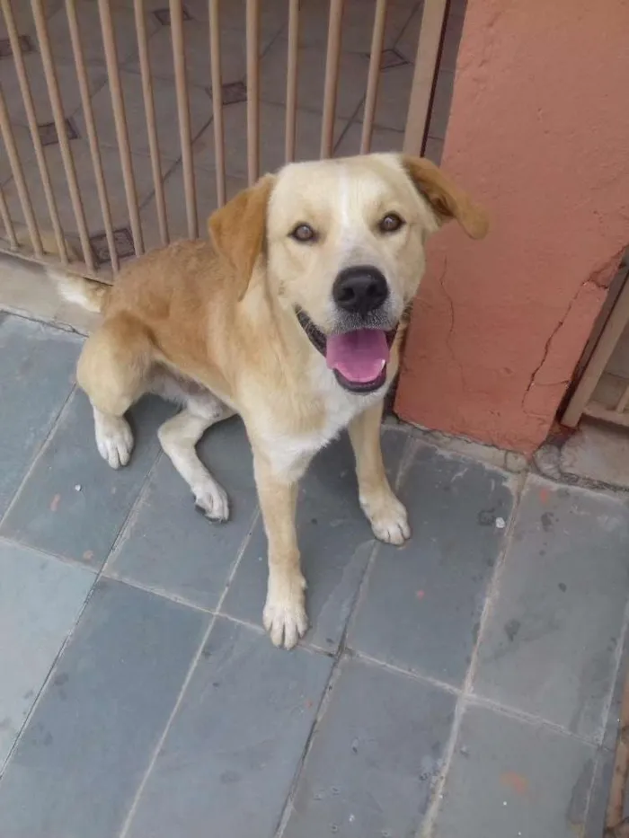 Cachorro ra a labrador idade 1 ano nome maxi