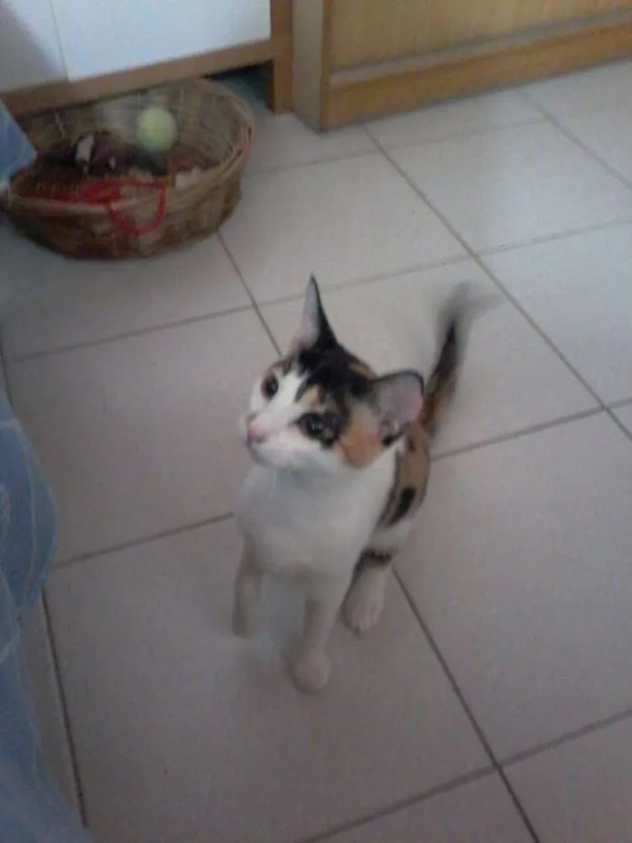 Gato ra a SRD idade 2 a 6 meses nome Filhotes gatinhos