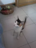 Filhotes gatinhos