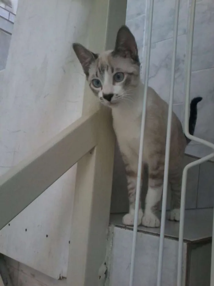 Gato ra a SRD idade 2 a 6 meses nome Filhotes gatinhos