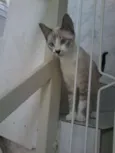Filhotes gatinhos