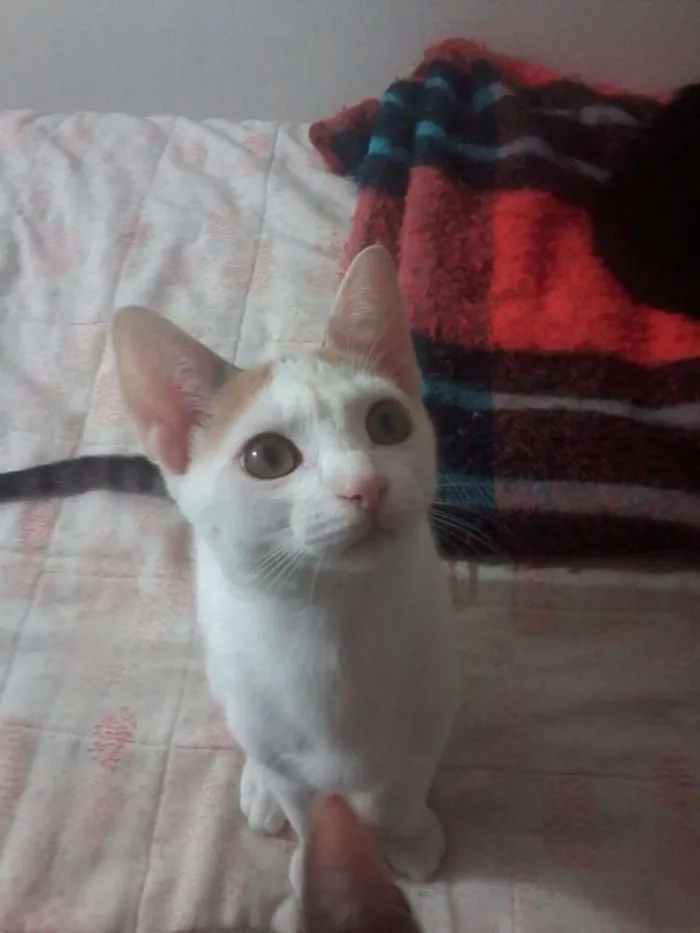 Gato ra a SRD idade 2 a 6 meses nome Filhotes gatinhos