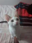 Filhotes gatinhos